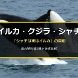 イルカ・クジラ・シャチの違いを徹底比較！「シャチはイルカ」「クジラは牛と親戚」衝撃の真実