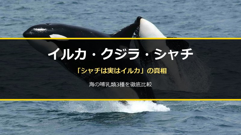 シャチがジャンプする様子の写真にタイトルを重ねたサムネイル