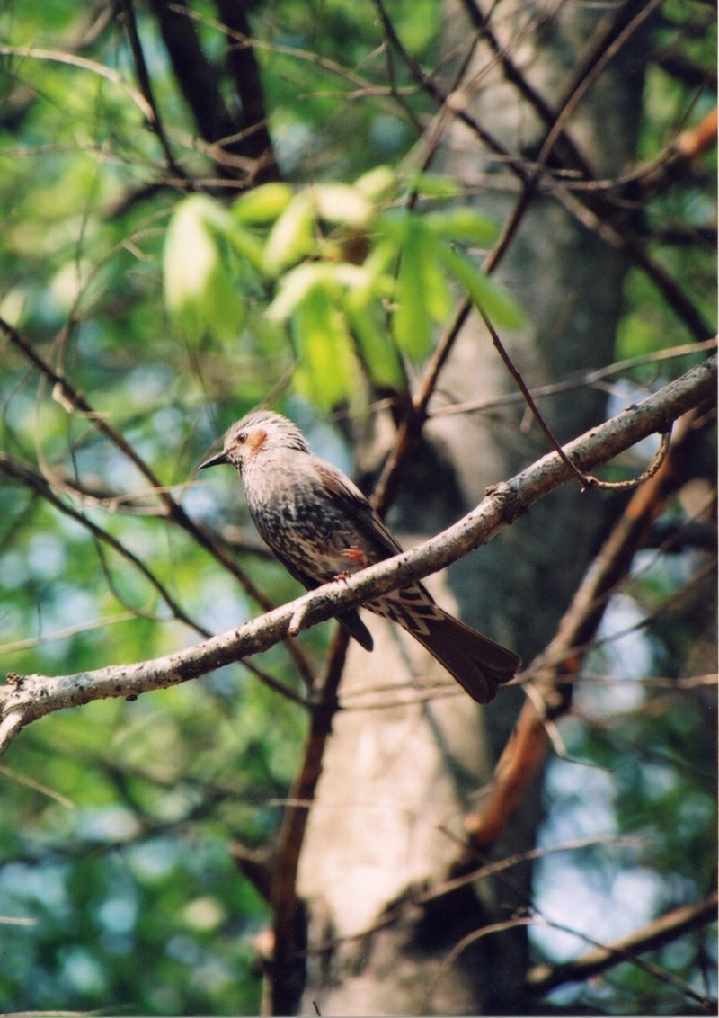 ヒヨドリ 灰褐色の体に茶色い頬 頭の冠羽が逆立つ大型の野鳥