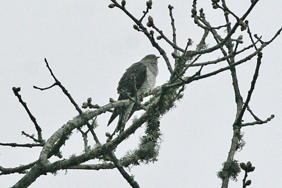 ホトトギス（Cuculus poliocephalus）の成鳥。灰色の頭部と縞模様の腹部が特徴