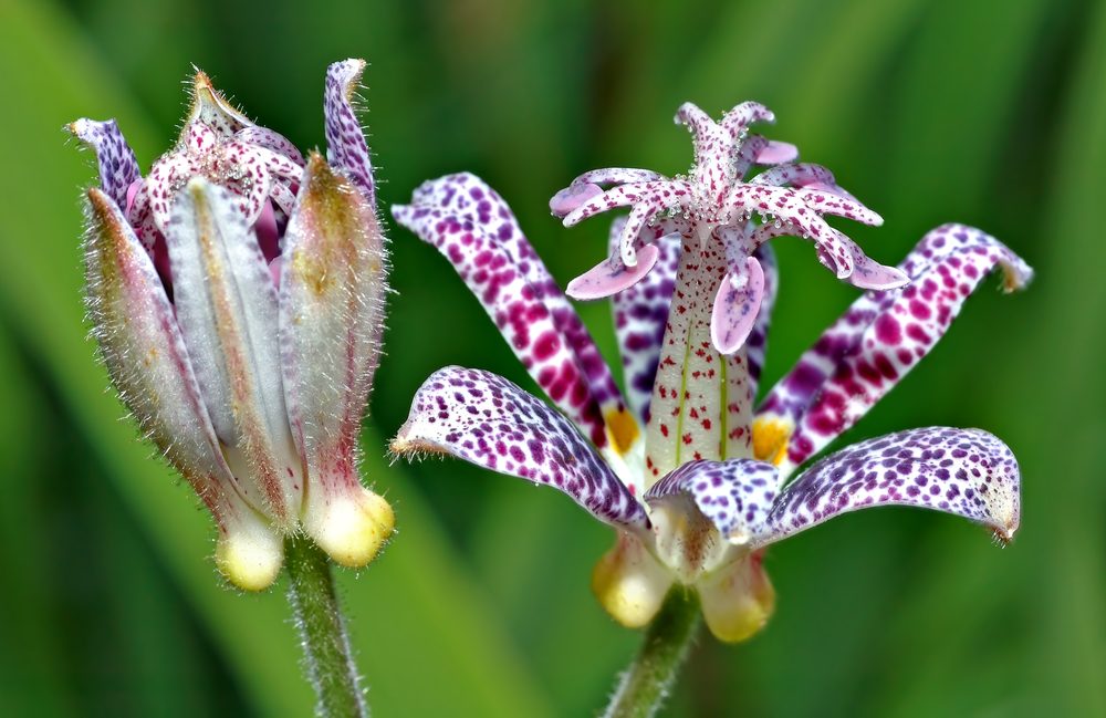 植物のホトトギス（Tricyrtis hirta）。花弁の紫色の斑点が鳥のホトトギスの胸の縞模様に似ることから命名された
