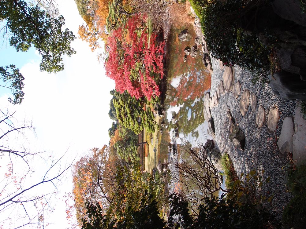 皇居東御苑の庭園 緑の風景