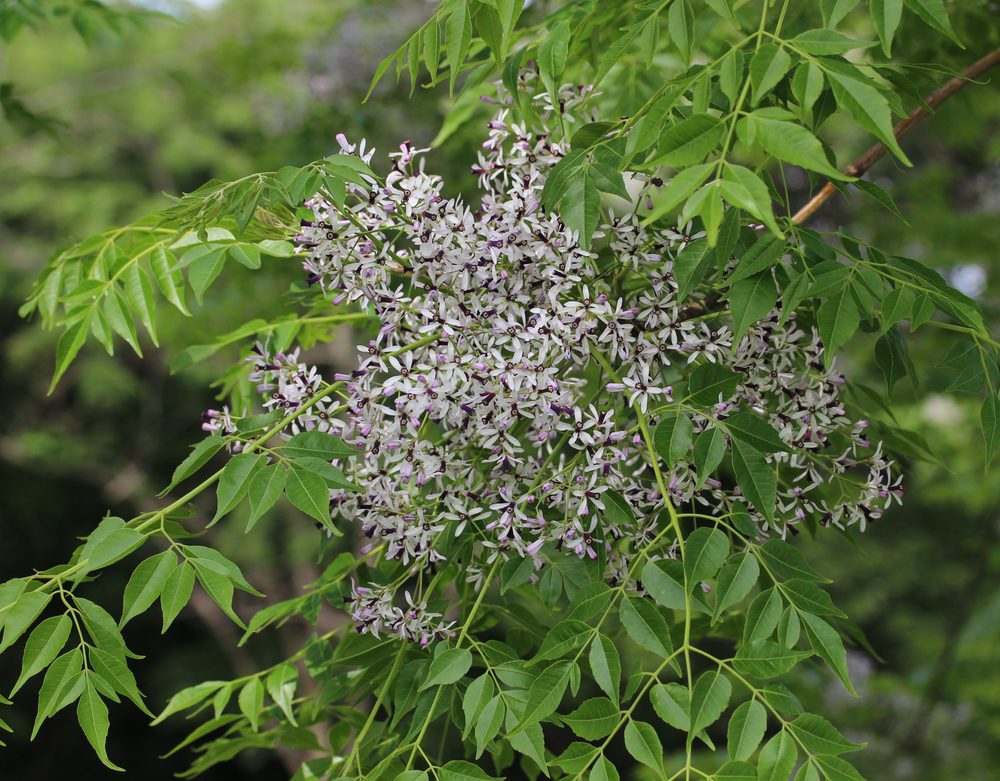 楝（センダン）の薄紫色の花