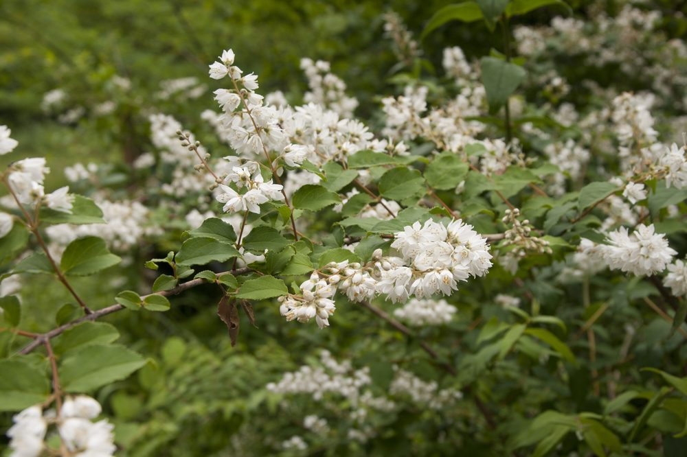 卯の花（ウツギ）の白い花が垣根に咲く様子