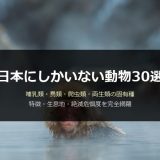 日本にしかいない動物30選｜哺乳類・鳥類・爬虫類・両生類の固有種一覧と特徴を徹底解説
