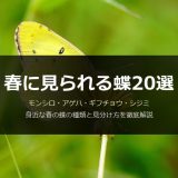 春に見られる蝶20選｜モンシロ・アゲハ・ギフチョウなど身近な種類と見分け方を徹底解説