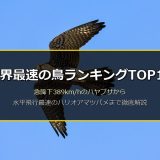 世界最速の鳥ランキングTOP10！急降下389kmのハヤブサから水平飛行169kmのハリオアマツバメまで徹底比較