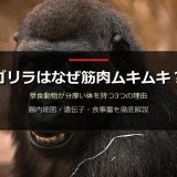 ゴリラはなぜ草食なのに筋肉ムキムキ？3つの理由と他の草食動物との比較表で徹底解説