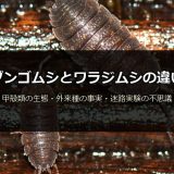 ダンゴムシとワラジムシの違いを徹底比較！エビの仲間・99%外来種・迷路を解く交替性転向反応の不思議
