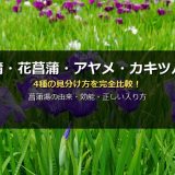 菖蒲・花菖蒲・アヤメ・カキツバタ4種の違い 菖蒲湯の由来