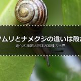 カタツムリとナメクジの違いは殻だけじゃない！進化の秘密・日本800種の世界・梅雨の生態を徹底解説