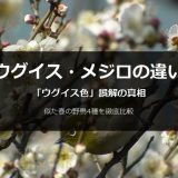 ウグイス・メジロの違いと「ウグイス色」誤解の真相｜花札の謎と春の野鳥4種徹底比較