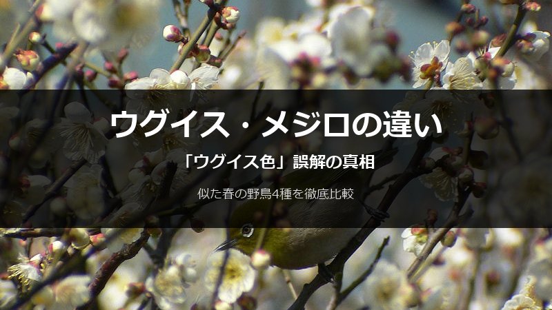 ウグイス・メジロの違いと「ウグイス色」誤解の真相 似た春の野鳥4種を徹底比較