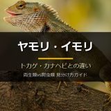 ヤモリ・イモリ・トカゲ・カナヘビの違いを徹底比較！両生類vs爬虫類の見分け方と「家守・井守」の漢字由来