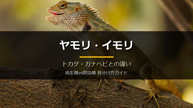 ヤモリ・イモリ・トカゲ・カナヘビの違いを徹底比較 両生類vs爬虫類 見分け方ガイド