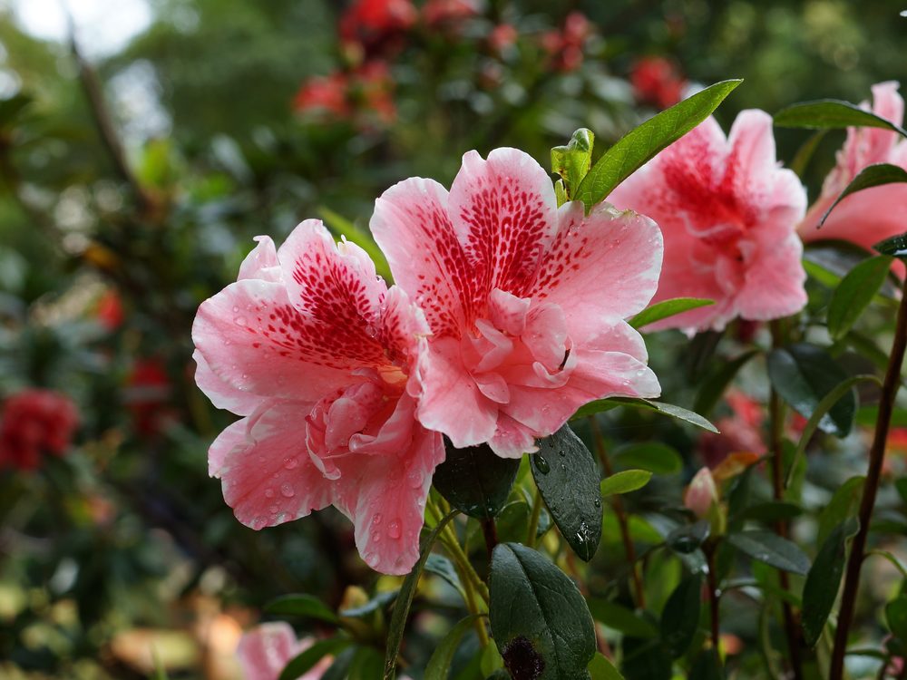 アザレアの花 八重咲きで豪華な花弁