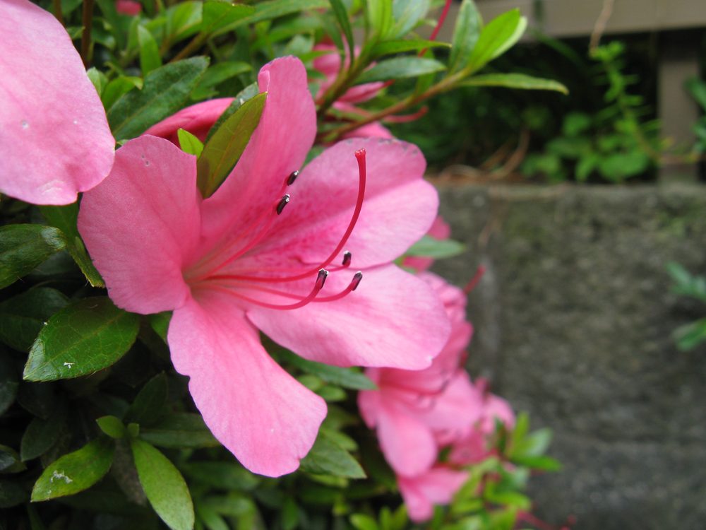サツキの花 ツツジより小ぶりで光沢のある葉