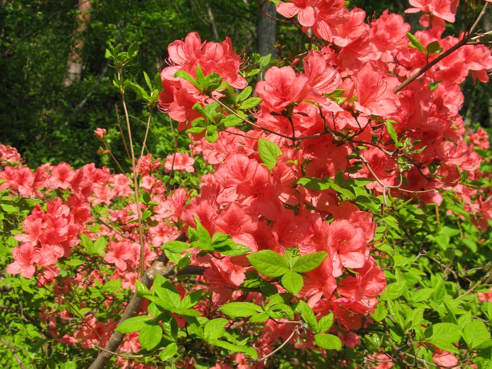ヤマツツジの花 朱赤色の5弁花