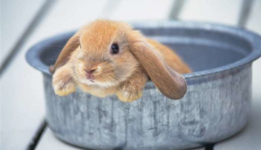 かわいいウサギの画像！59枚紹介！癒されたい方必見！
