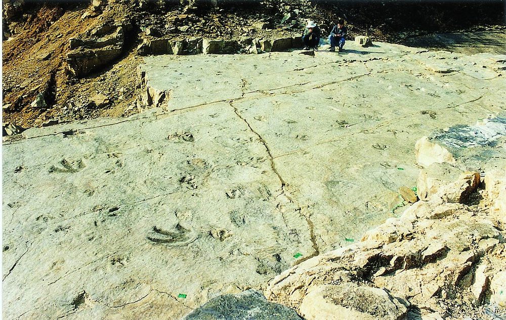 恐竜の足跡化石