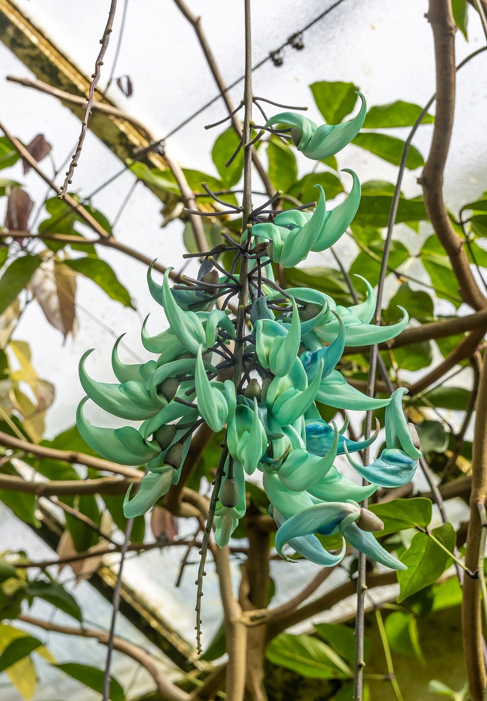 ジェイドバイン（ヒスイカズラ）｜翡翠色の透き通った花をフィリピン原産