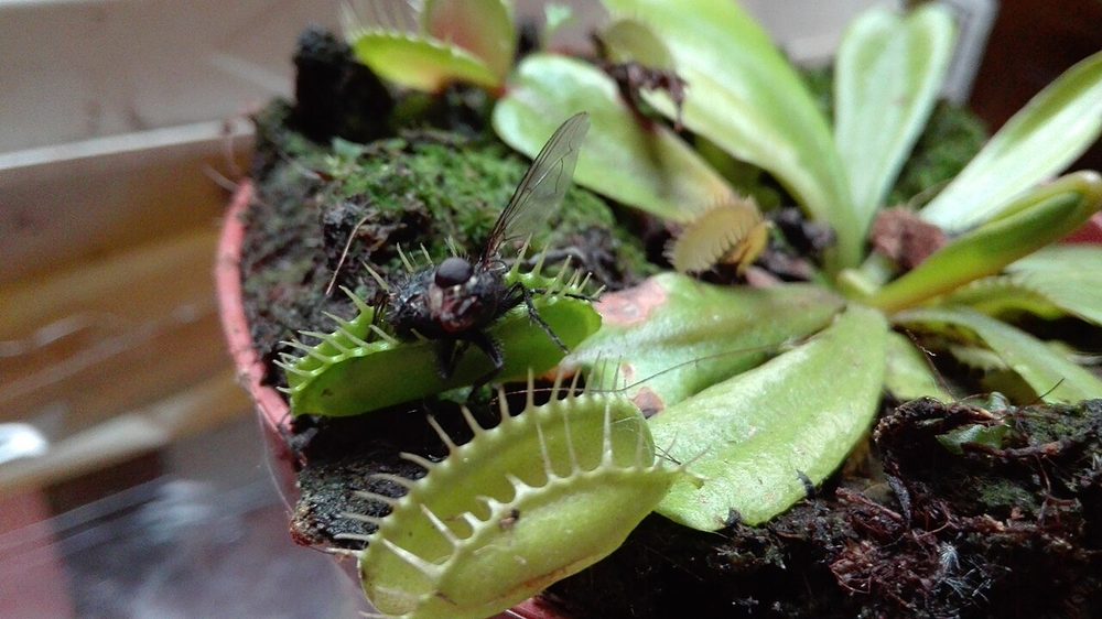 ハエトリソウ｜二枚貝のような葉で獲物を0.1秒で挟み込む食虫植物