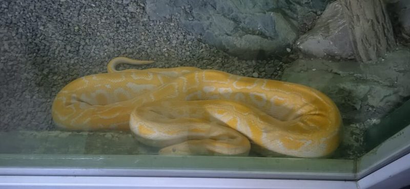 アルビノ・ビルマニシキヘビ - 黄色＋白のコントラスト