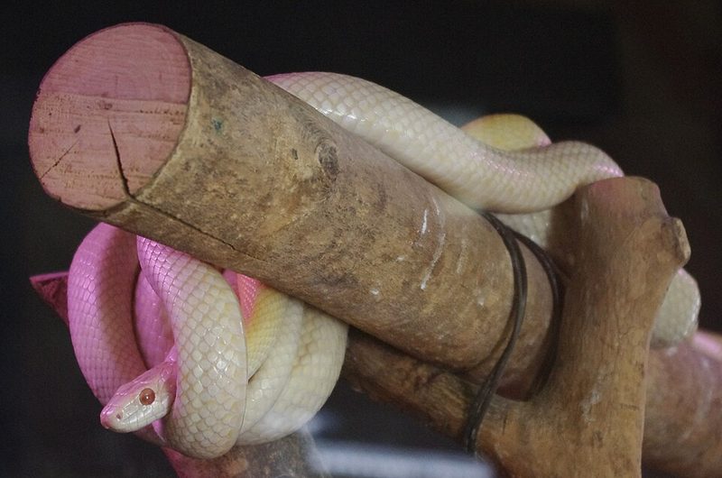 アルビノスネーク - ペット業界でも人気