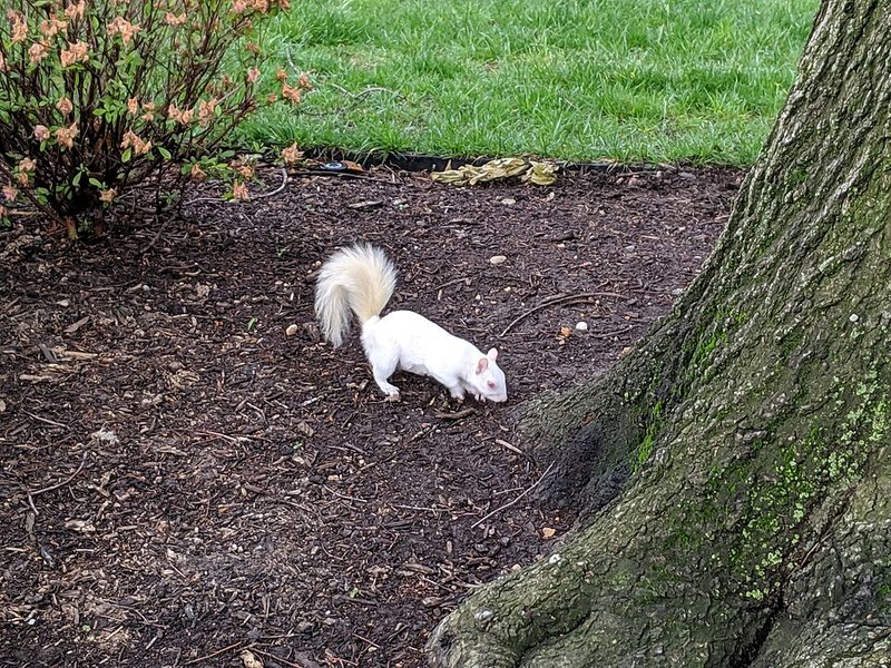 アルビノリス - 北米の公園で時折目撃