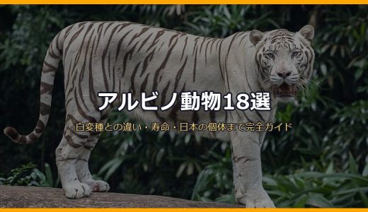 アルビノ動物17選！白変種との違い・寿命・日本で見られる個体まで完全ガイド