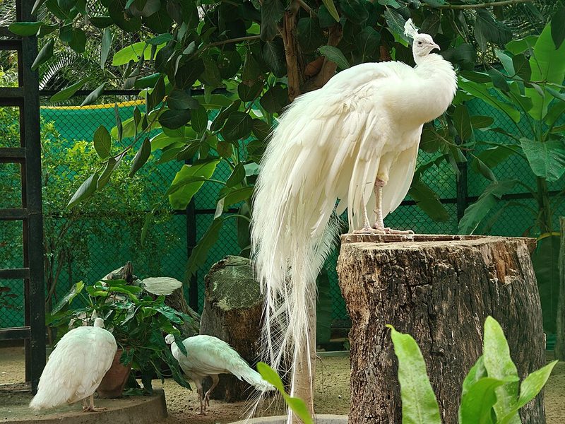 ホワイトピーコック - 白変種の美しい羽根