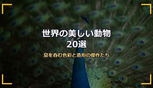 世界の美しい動物20選！息を呑む色彩と造形の傑作を哺乳類・鳥・海洋生物別に紹介