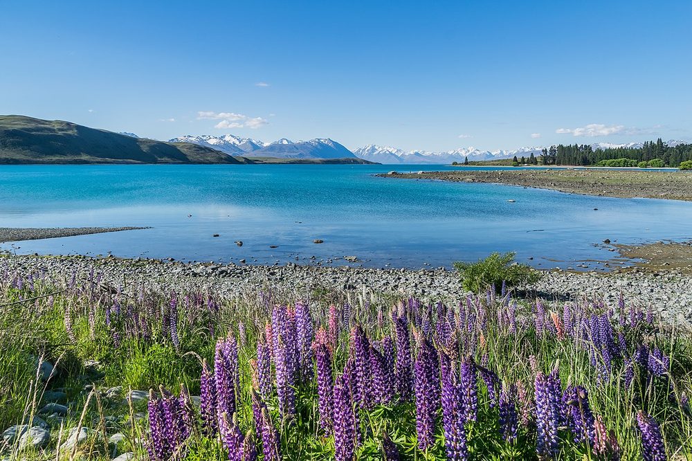 テカポ湖 ニュージーランド 教会とルピナスの氷河湖