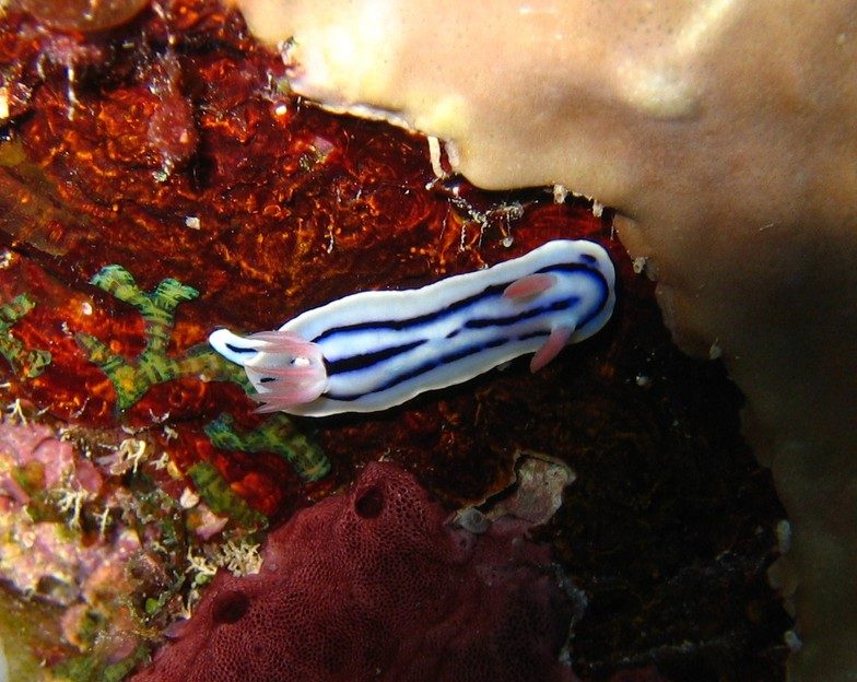 カラフルなウミウシ