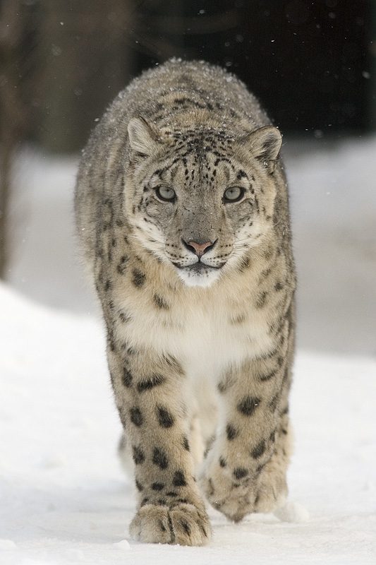 雪の中のユキヒョウ