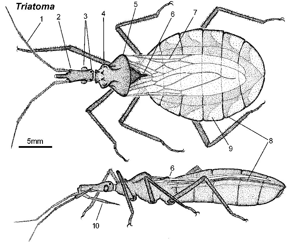 サシガメ（Triatoma）の科学的イラスト