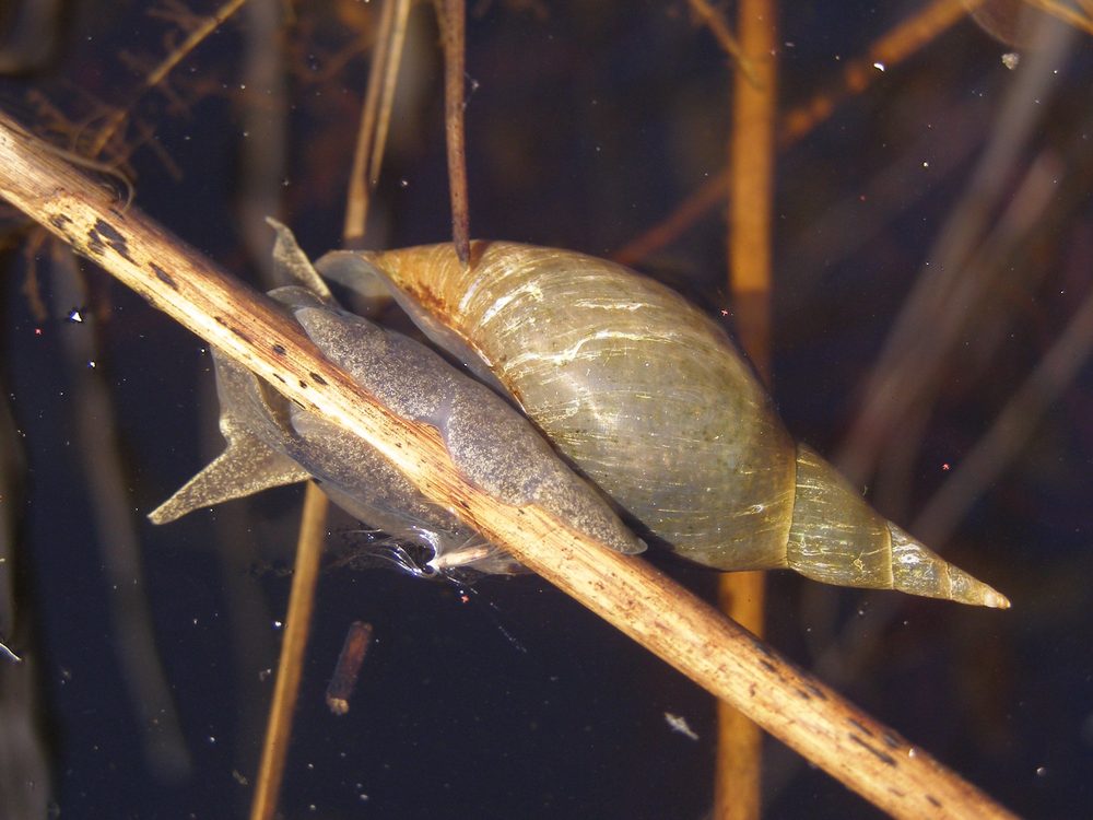 淡水に生息する巻貝の写真