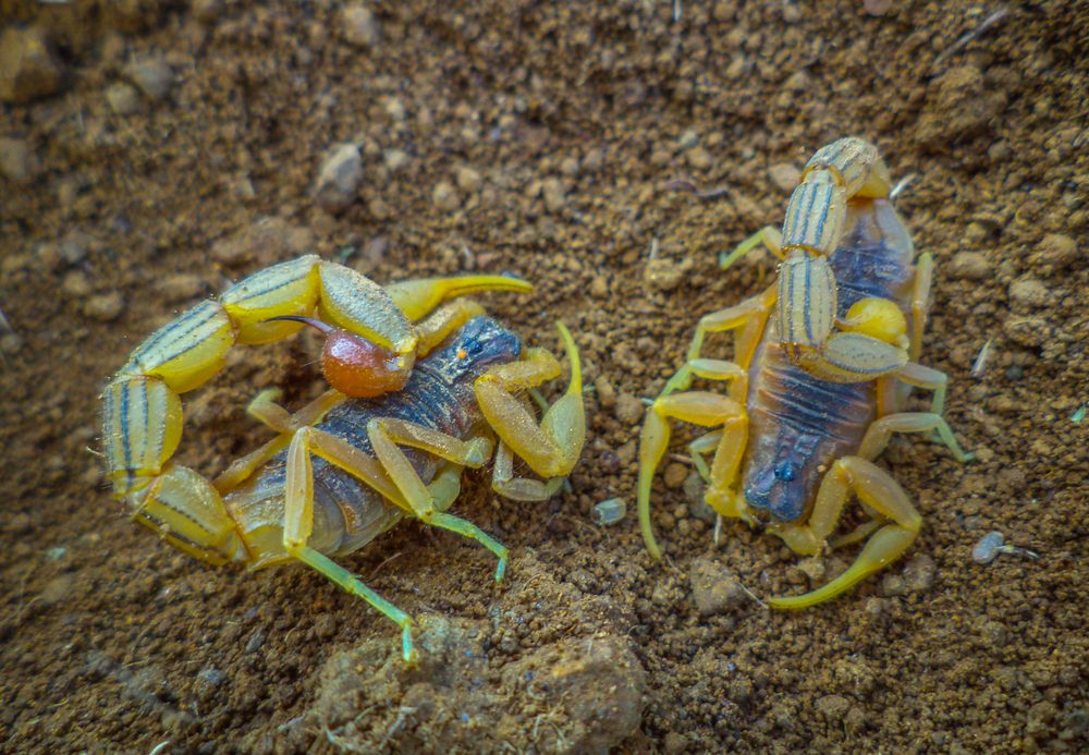 毒を持つサソリのマクロ写真