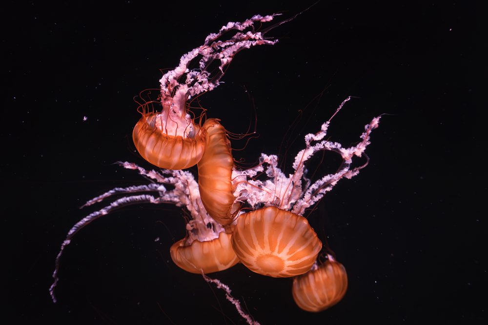 海中を漂う危険なクラゲ