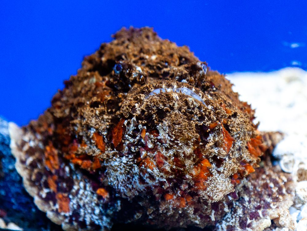 海底に擬態するオニダルマオコゼ