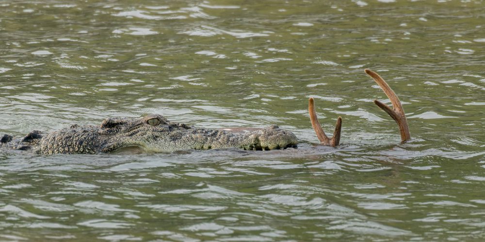 水面から顔を出すイリエワニ