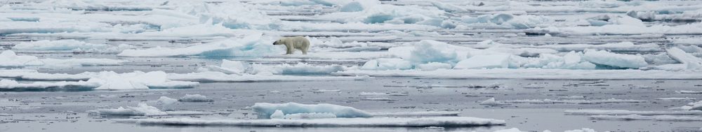 北極の流氷の上を歩くホッキョクグマ