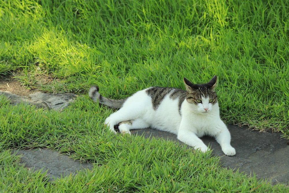 草の上で寝転ぶ猫