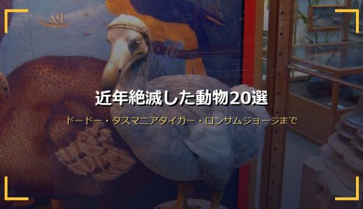 近年絶滅した動物20選！ドードー・タスマニアタイガー・ロンサムジョージまで最後のエピソードも紹介