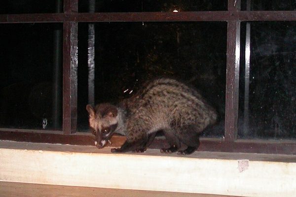 コピ・ルアク - ジャコウネコのフンから採るコーヒー豆