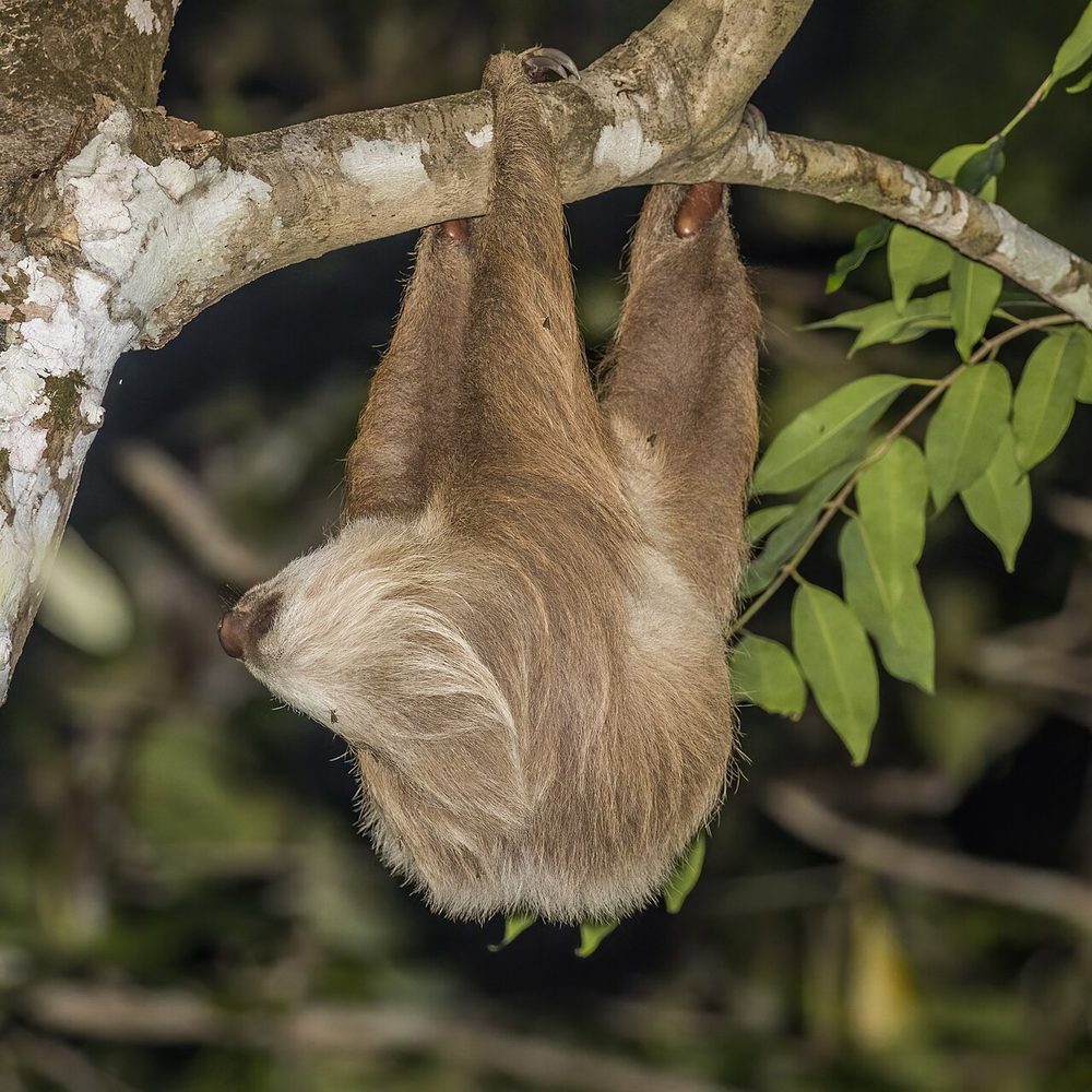 ナマケモノの写真