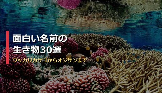 面白い名前の生き物30選！ウッカリカサゴ・オジサン・トゲアリトゲナシトゲトゲなど変な和名の動物を一挙紹介