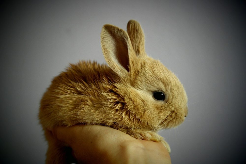 手のひらに乗ったかわいいうさぎ