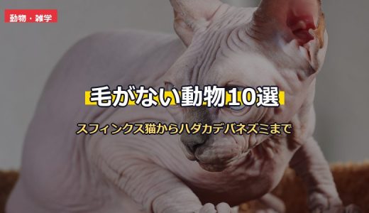 毛がない動物10選！スフィンクス猫・ハダカデバネズミ・ショロイツクインツリなど無毛の進化を解説