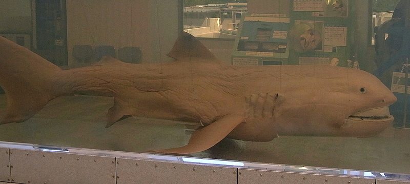 メガマウスザメの標本展示